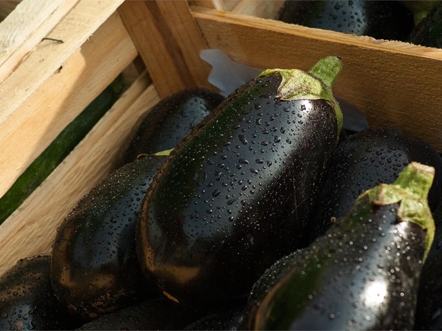 Rulos de berenjena rellenos de pavo